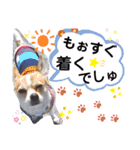 仲良しチヮワのマナとココ2（個別スタンプ：8）