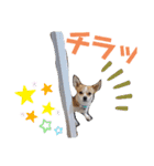 仲良しチヮワのマナとココ2（個別スタンプ：14）
