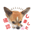 仲良しチヮワのマナとココ2（個別スタンプ：15）