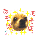 仲良しチヮワのマナとココ2（個別スタンプ：16）