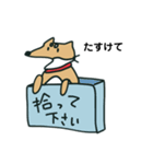 使いやすい柴犬スタンプ（個別スタンプ：12）