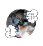 袖ヶ浦三兄弟ラテモモムギ（個別スタンプ：3）
