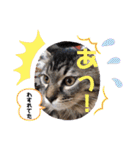 袖ヶ浦三兄弟ラテモモムギ（個別スタンプ：5）