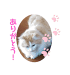 袖ヶ浦三兄弟ラテモモムギ（個別スタンプ：6）