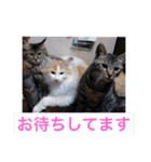 袖ヶ浦三兄弟ラテモモムギ（個別スタンプ：23）