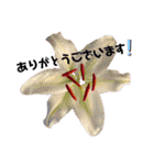 花々2（個別スタンプ：34）
