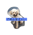 ローラの写真スタンプ（個別スタンプ：1）