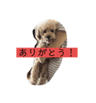 ローラの写真スタンプ（個別スタンプ：3）
