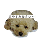 ローラの写真スタンプ（個別スタンプ：4）