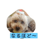 ローラの写真スタンプ（個別スタンプ：8）