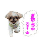 ぴこにゃんスタンプ①（個別スタンプ：1）