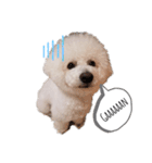 もふもふ犬はるの日常スタンプ（個別スタンプ：1）