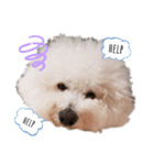 もふもふ犬はるの日常スタンプ（個別スタンプ：4）