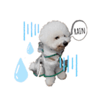 もふもふ犬はるの日常スタンプ（個別スタンプ：8）