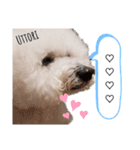 もふもふ犬はるの日常スタンプ（個別スタンプ：10）