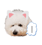 もふもふ犬はるの日常スタンプ（個別スタンプ：17）