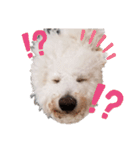 もふもふ犬はるの日常スタンプ（個別スタンプ：20）