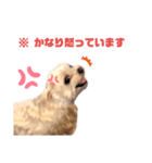 愛犬 チロ（個別スタンプ：1）