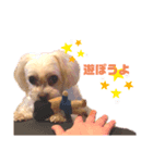 愛犬 チロ（個別スタンプ：2）