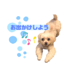 愛犬 チロ（個別スタンプ：3）
