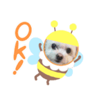 愛犬 チロ（個別スタンプ：5）
