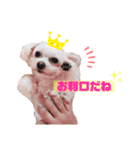 愛犬 チロ（個別スタンプ：6）