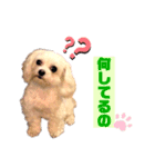 愛犬 チロ（個別スタンプ：7）