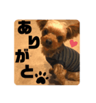 こつぶすたんぷ（個別スタンプ：2）