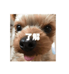 こつぶすたんぷ（個別スタンプ：4）
