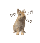 のんびりココ（個別スタンプ：9）