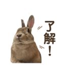 のんびりココ（個別スタンプ：15）