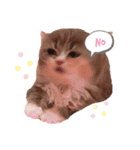 ねこはるすたんぷ2（個別スタンプ：3）