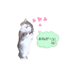 ねこはるすたんぷ2（個別スタンプ：7）