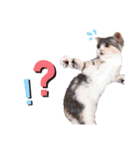 ねこはるすたんぷ2（個別スタンプ：10）