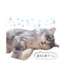 ねこはるすたんぷ2（個別スタンプ：11）