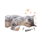 ねこはるすたんぷ2（個別スタンプ：16）