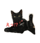 くろ猫(=^ェ^=)あずき（個別スタンプ：2）