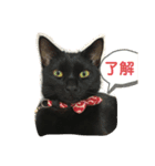 くろ猫(=^ェ^=)あずき（個別スタンプ：3）