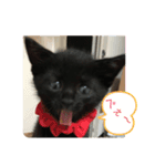 くろ猫(=^ェ^=)あずき（個別スタンプ：4）