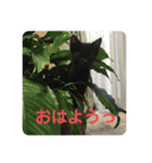 くろ猫(=^ェ^=)あずき（個別スタンプ：5）