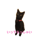 くろ猫(=^ェ^=)あずき（個別スタンプ：6）