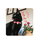 くろ猫(=^ェ^=)あずき（個別スタンプ：7）