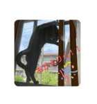 くろ猫(=^ェ^=)あずき（個別スタンプ：8）