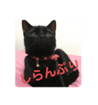 くろ猫(=^ェ^=)あずき（個別スタンプ：10）