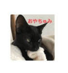 くろ猫(=^ェ^=)あずき（個別スタンプ：11）