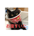 くろ猫(=^ェ^=)あずき（個別スタンプ：12）