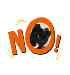 くろ猫(=^ェ^=)あずき（個別スタンプ：13）