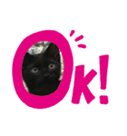 くろ猫(=^ェ^=)あずき（個別スタンプ：14）