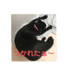 くろ猫(=^ェ^=)あずき（個別スタンプ：15）