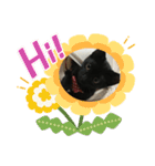 くろ猫(=^ェ^=)あずき（個別スタンプ：16）